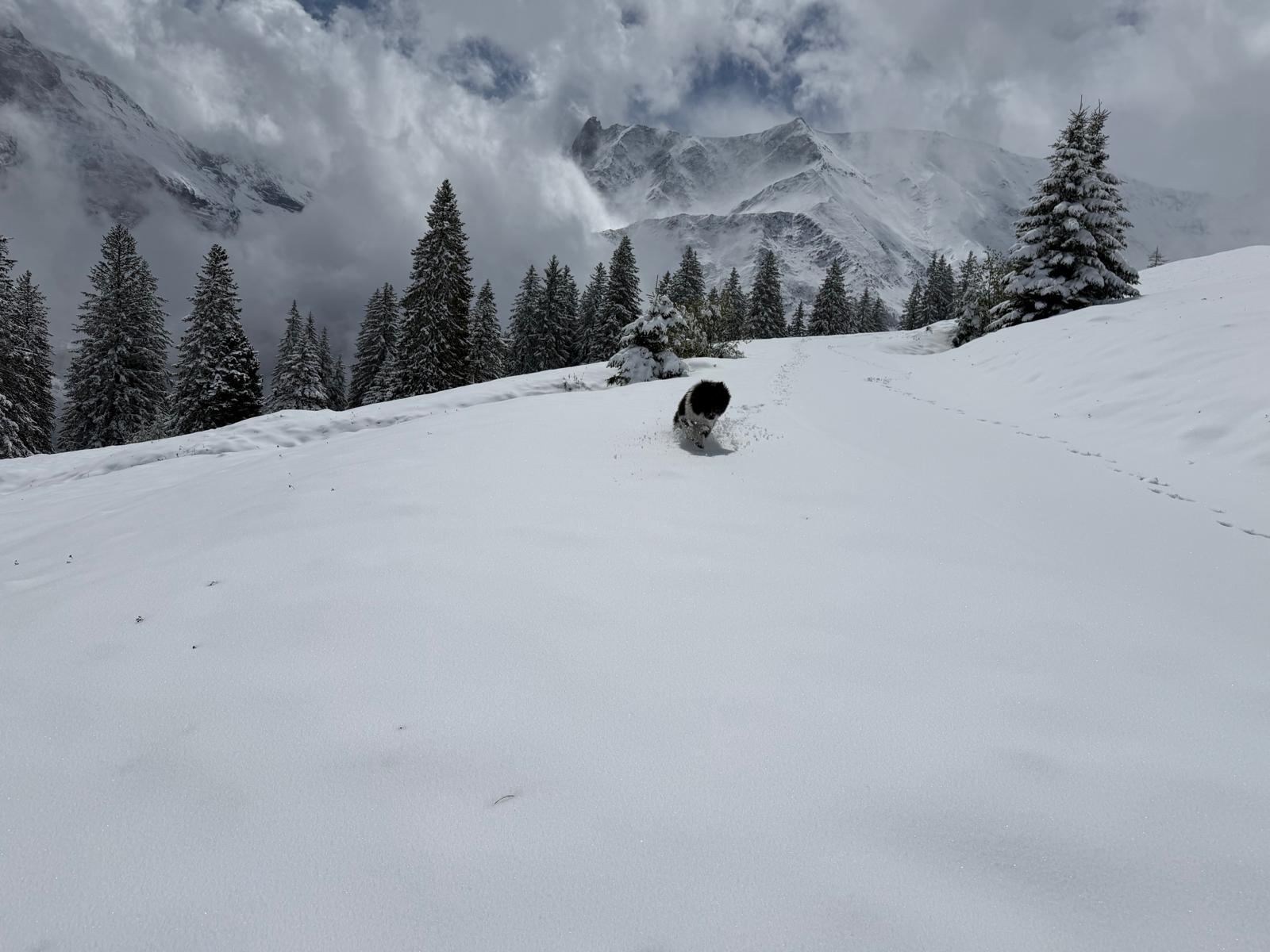 Schnee in Elm-Wichlen am 12. Mai 2026