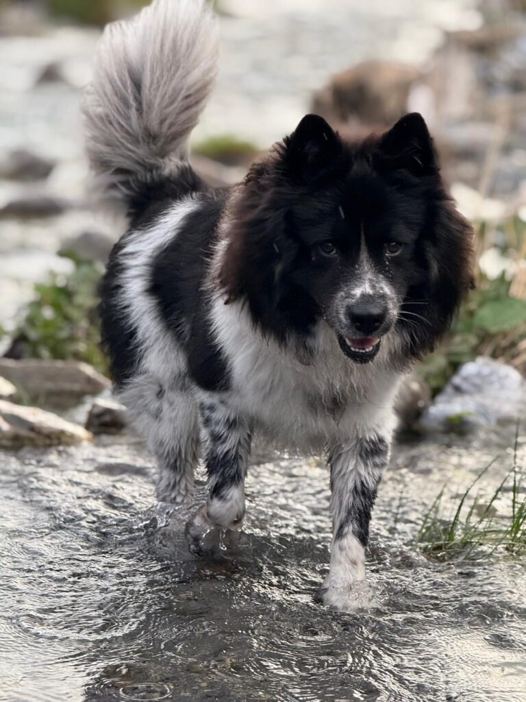 Schwarz-weisser Hund läuft an einem warmen Tag durch einen kühlen Bach.