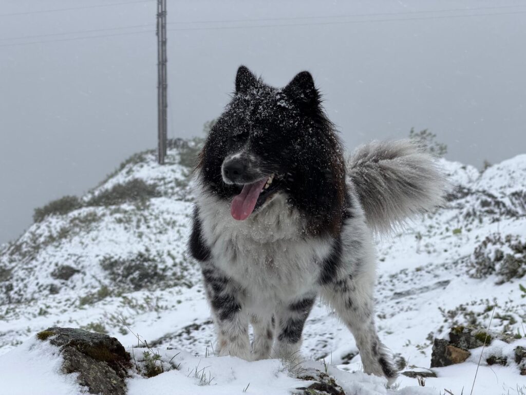 Schwarz-weisser Hund steht im Schnee in einer winterlichen Berglandschaft.