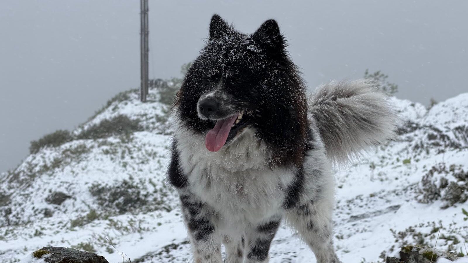 Schwarz-weisser Hund steht im Schnee in einer winterlichen Berglandschaft.